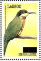 Cinnamon-chested Bee-eater    Merops oreobates